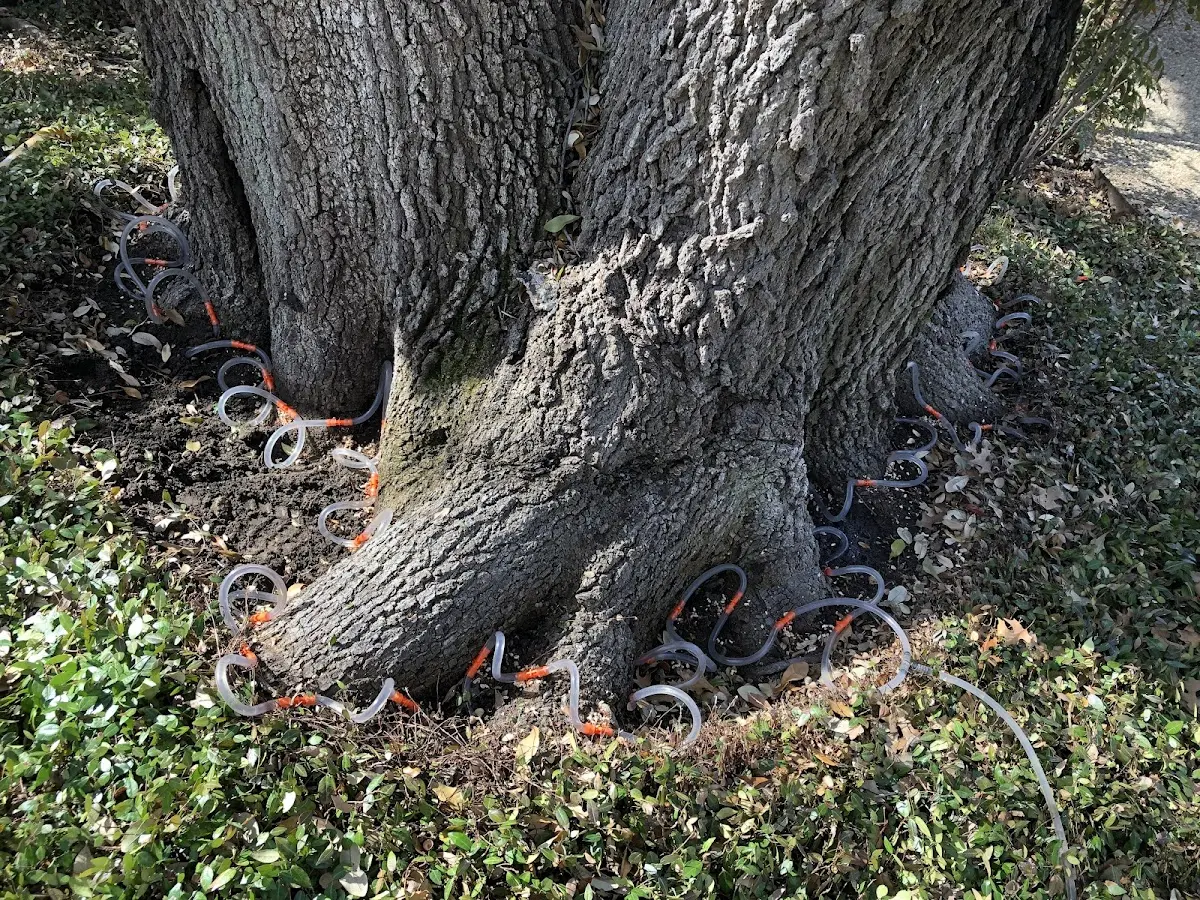 Detailed Tree Cabling and Bracing job site in Vacaville