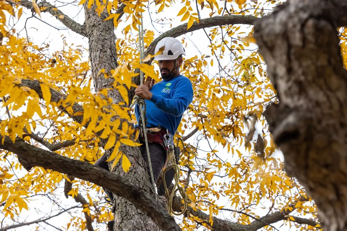 Skilled Tree Trimming crew working in Vacaville