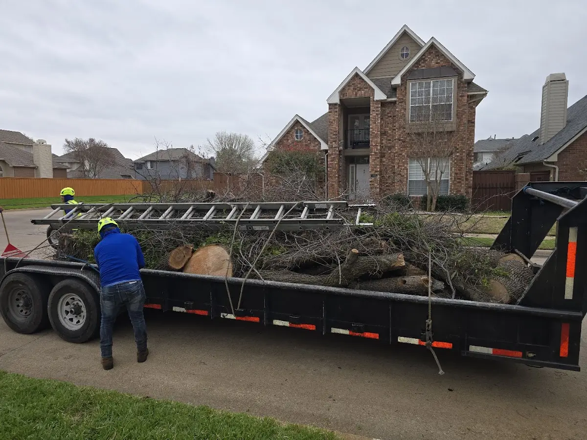 Expert Tree Fertilization with proper safety equipment in Vacaville